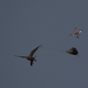 Illustration for article titled Falconers in Abu Dhabi Train Their Raptors With Drones
